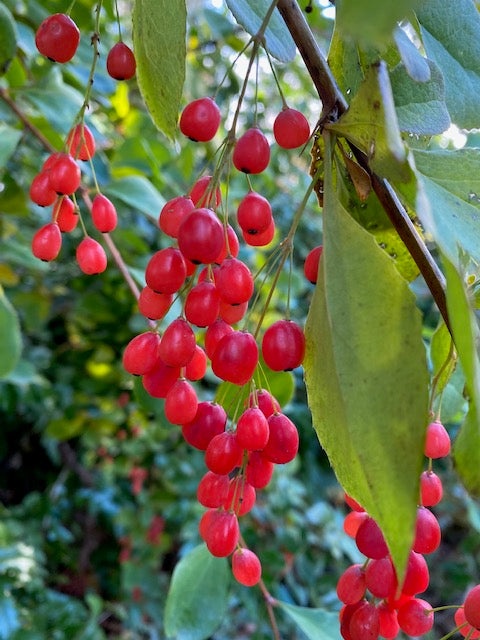 Berberis jamesiana &#39;Exuberant&#39;  (Exuberant Barberry)