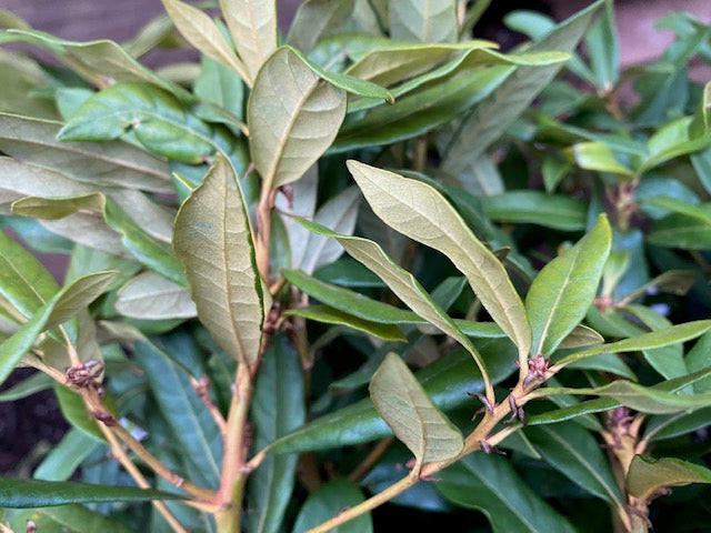 Chrysolepis chrysophylla (Giant Chinquapin)