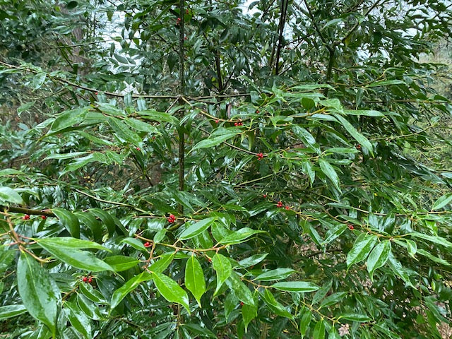 Ilex fargesii (Farge's Holly)