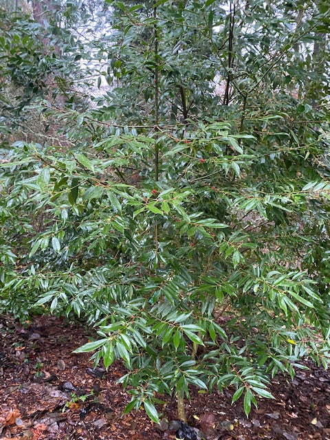 Ilex fargesii (Farge&#39;s Holly)