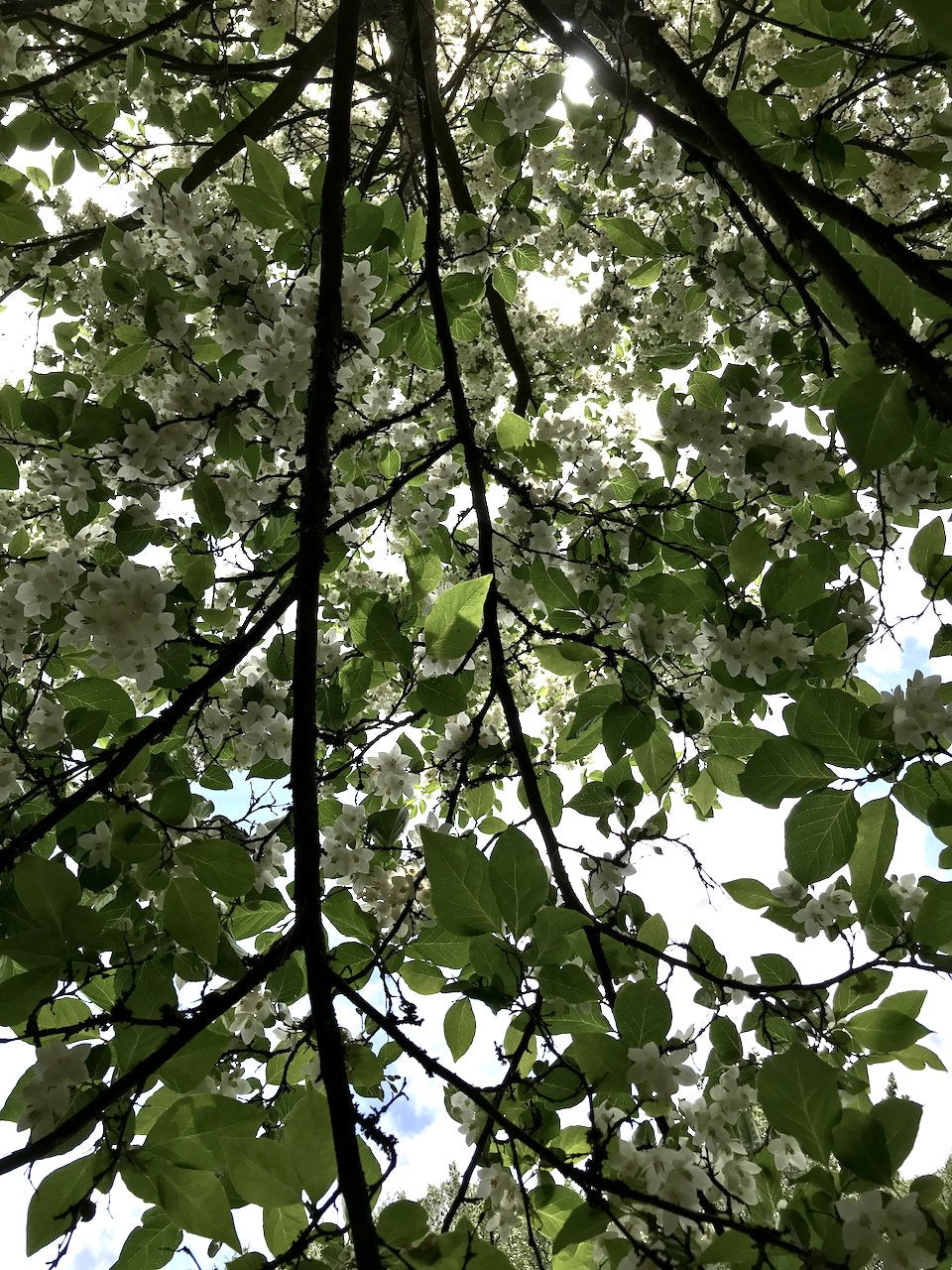 Styrax japonicus 'Emerald Pagoda' (Japanese Snowbell)