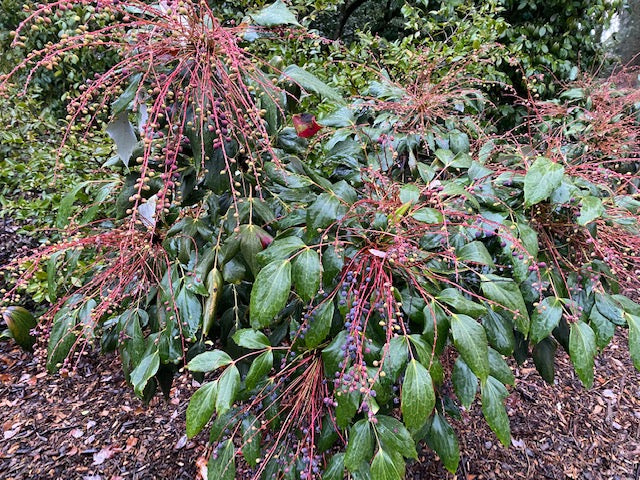 Mahonia gracilipes (Chinese Mahonia)