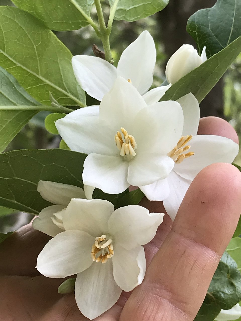 Styrax japonicus 'Emerald Pagoda' (Japanese Snowbell)