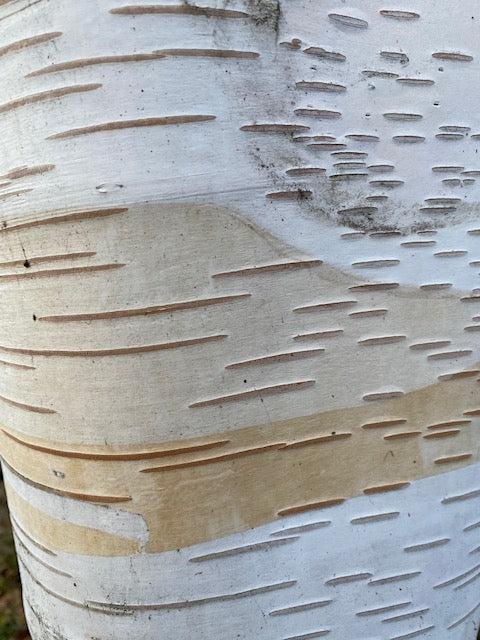 Betula utilis  (Himalayan Birch)