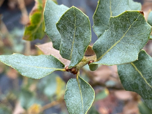 Quercus 'San Lorenzo' (Southwest Heritage Oak)