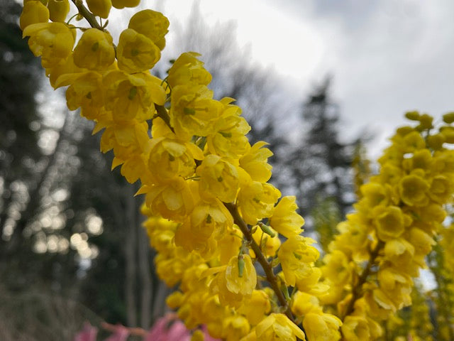 Mahonia x media &#39;Arthur Menzies&#39; (Hybrid Oregon Grape)