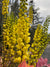 Mahonia x media 'Arthur Menzies' (Hybrid Oregon Grape)