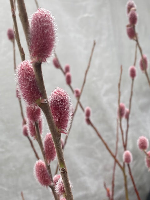 Salix gracilistyla &#39;Mt. Aso&#39; (Japanese Pink Pussy Willow)