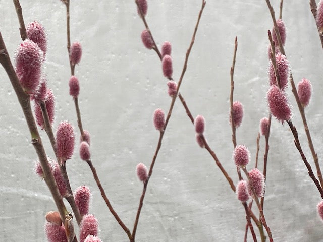 Salix gracilistyla &#39;Mt. Aso&#39; (Japanese Pink Pussy Willow)