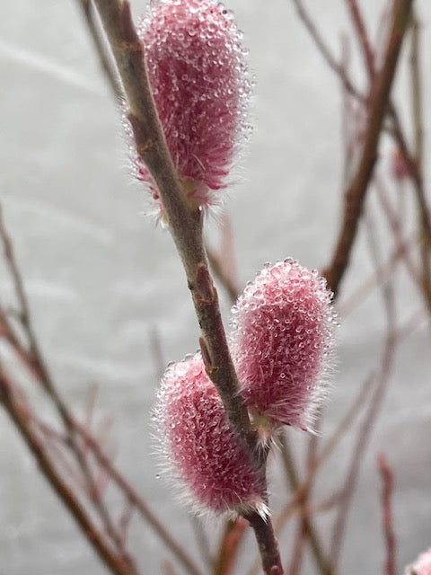 Salix gracilistyla &#39;Mt. Aso&#39; (Japanese Pink Pussy Willow)