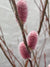 Salix gracilistyla 'Mt. Aso' (Japanese Pink Pussy Willow)