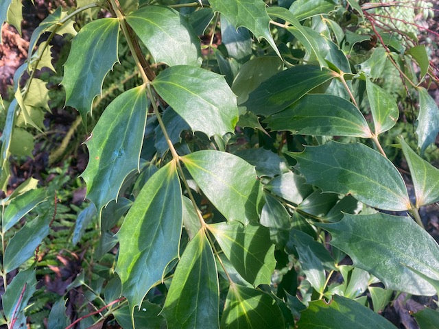 Mahonia nitens (Chinese Mahonia)