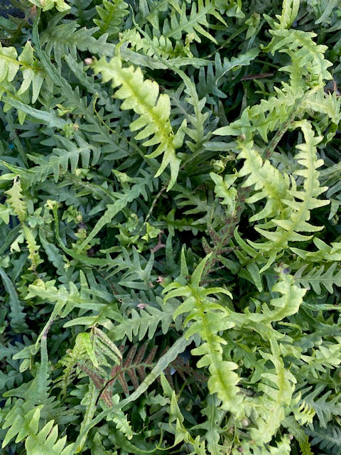 Asplenium x ebenoides (Dragon Tail Fern)