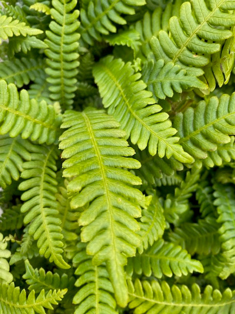 Blechnum spicant (Deer Fern)