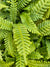 Blechnum spicant (Deer Fern)