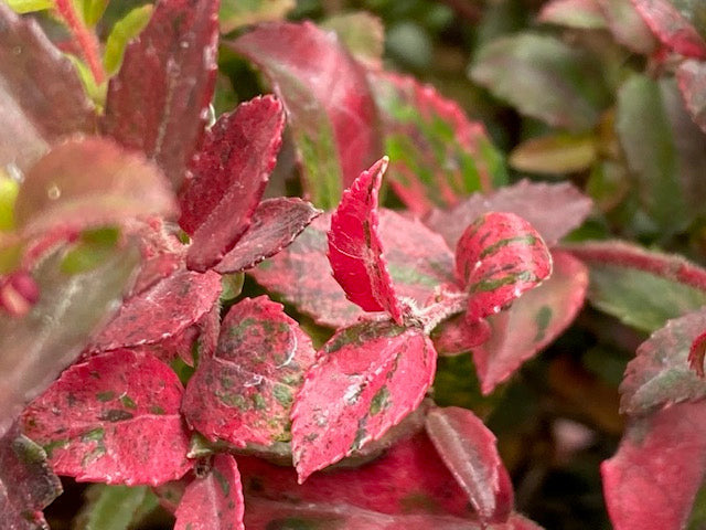 Vaccinium ovatum &#39;Cascade Sunburst&#39; (Variegated Evergreen Huckleberry)