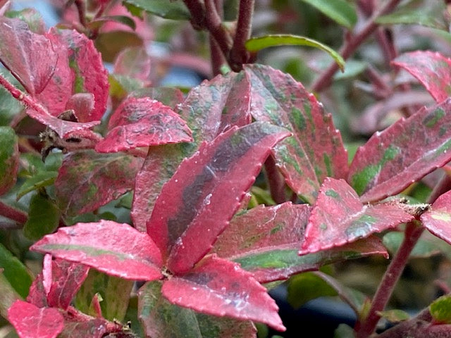Vaccinium ovatum 'Cascade Sunburst' (Variegated Evergreen Huckleberry)