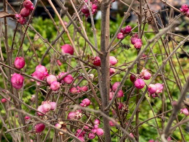 Symphoricarpos x doornsbosii &#39;Magical Purple Pride&#39; (Coralberry)