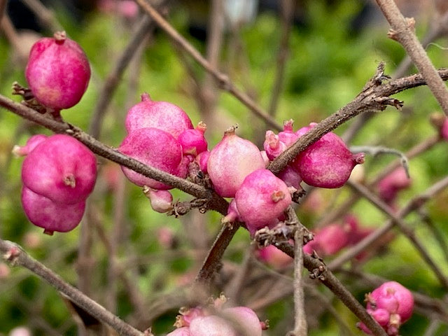 Symphoricarpos x doornsbosii &#39;Magical Purple Pride&#39; (Coralberry)