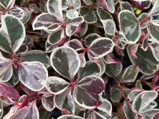 Gaultheria procumbens 'Winter Splash' (Variegated Wintergreen)