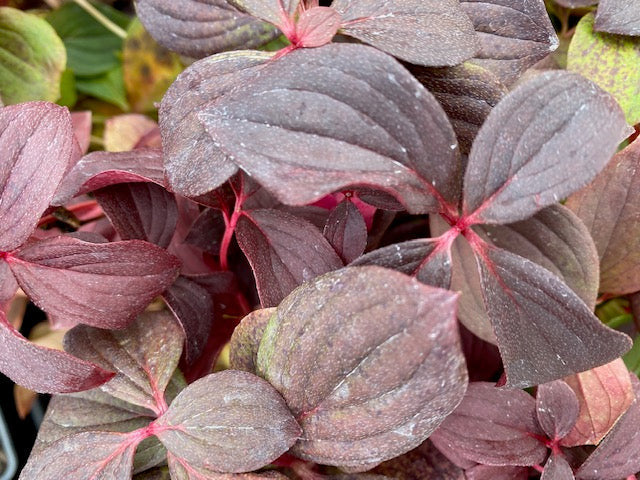 Cornus canadensis (Creeping Dogwood, Bunchberry)