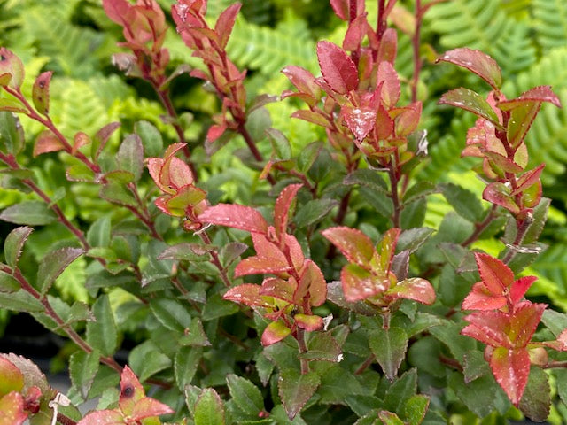 Vaccinium ovatum  (Evergreen Huckleberry)