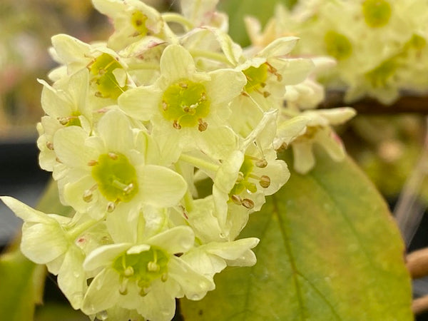 Ribes laurifolium (Laurel-Leaved Currant) - Keeping It Green Nursery