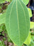 Cinnamomum sp. ZHN15-136