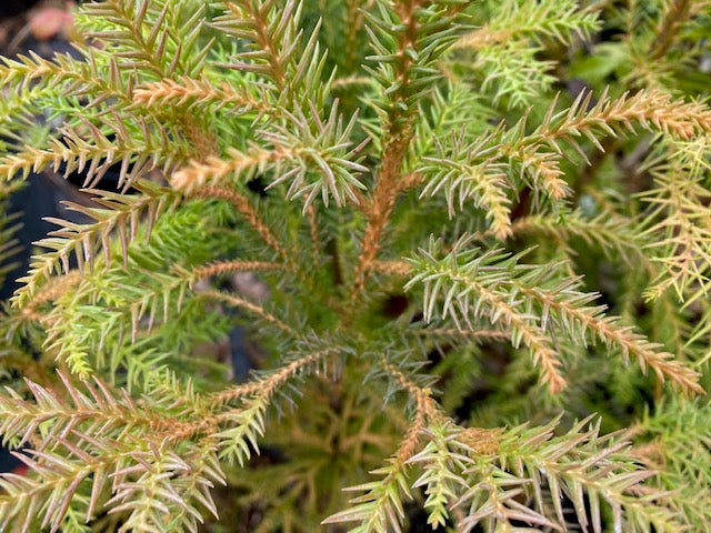 Cryptomeria japonica &#39;Gracilis&#39;  (Japanese Cedar)