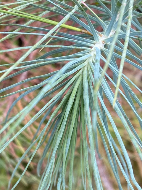 Pinus maximartinezii (Big-Cone pinon Pine)