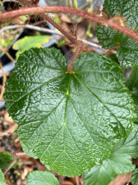 Rubus tricolor  (Korean Raspberry)