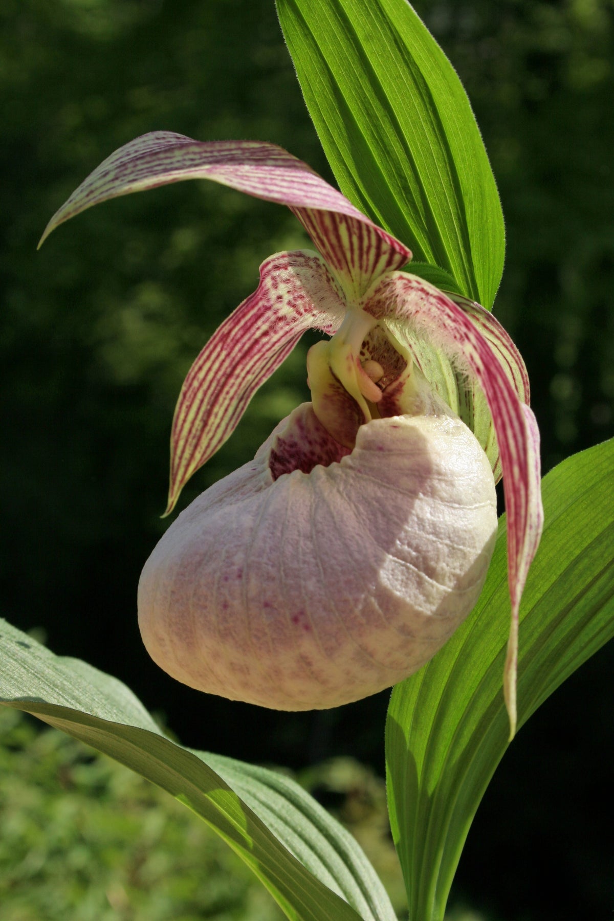 Cypripedium &#39;Tilman&#39; (Hardy Orchid)