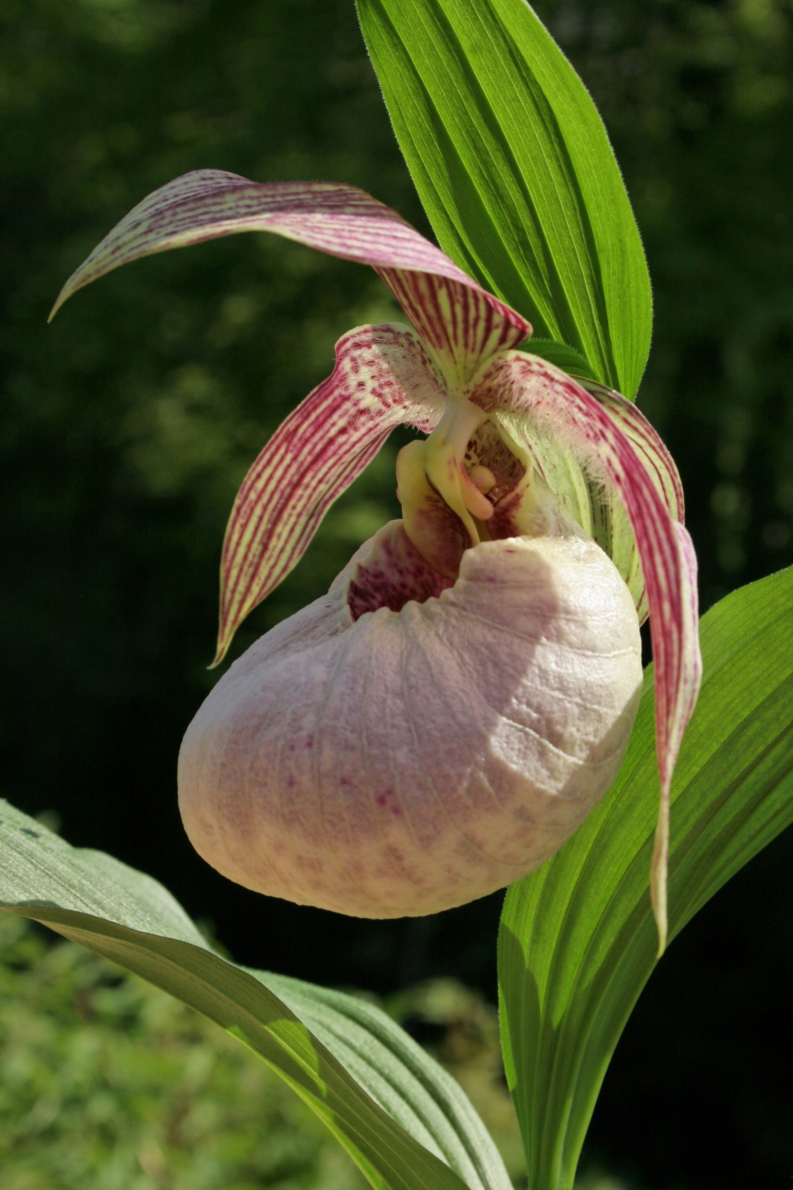 Cypripedium 'Tilman' (Hardy Orchid)