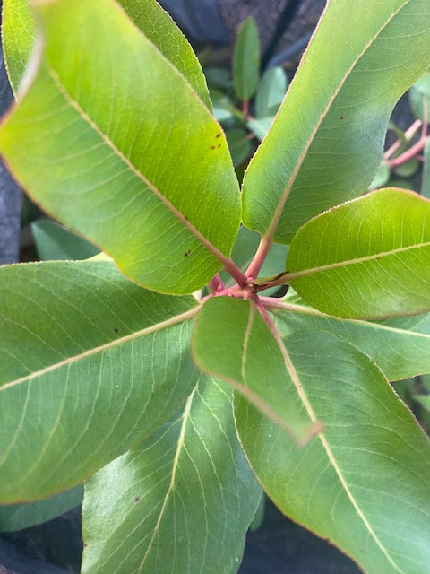 Arbutus menziesii (Pacific Madrone)