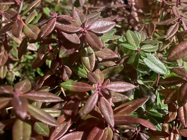 Rhododendron glandulosum (Pacific or Trapper&#39;s Tea)