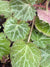 Saxifraga stolonifera 'Hsitou Silver'  (Strawberry Begonia)