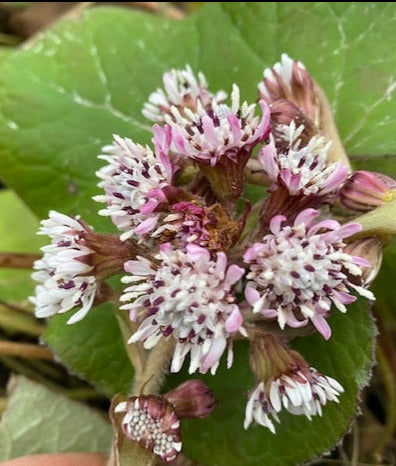 Petasites fragrans (Mediterranean Coltsfoot, Winter Heliotrope)