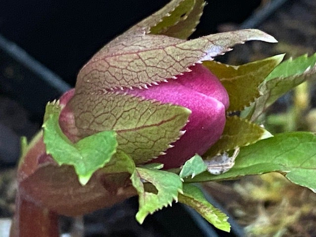 Helleborus &#39;Red Hybrids  (Lenten Rose)