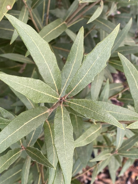 Quercus hypolucoides (Silver Oak)