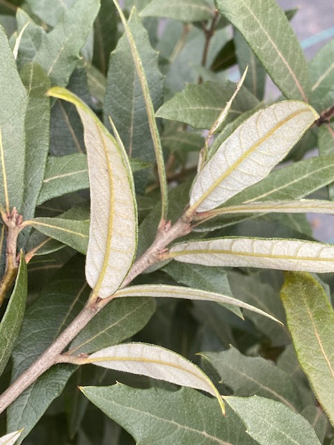 Quercus hypolucoides (Silver Oak)