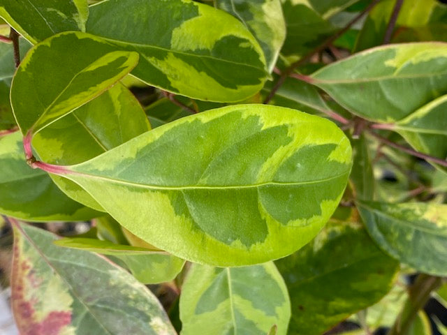 Cornus elliptica &#39;Summer Splash&#39; (Variegated China Dogwood)