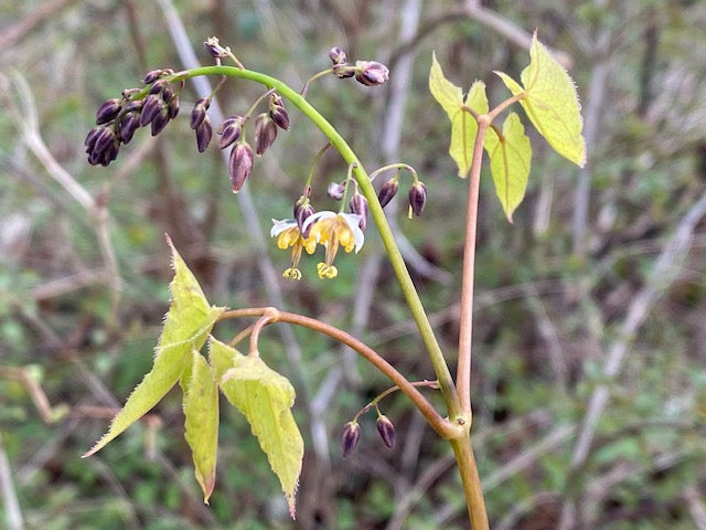 Epimedium sagittatum &#39;Love Potion #9  (Fairy Wings)