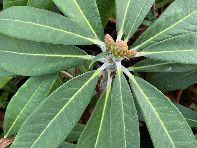 Rhododendron arboreum CC7403 (Species Rhododendron)