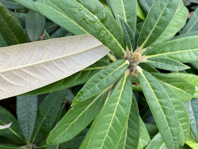 Rhododendron arboreum CC7403 (Species Rhododendron)