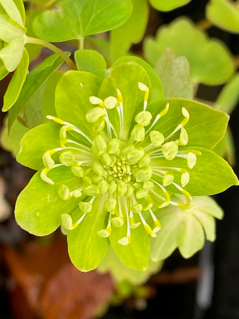 Anemonella thalictroides &#39;Green Hurricane&#39;  (Rue Anemone)