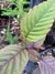 Alnus acuminata ssp. arguta (Andean Alder)