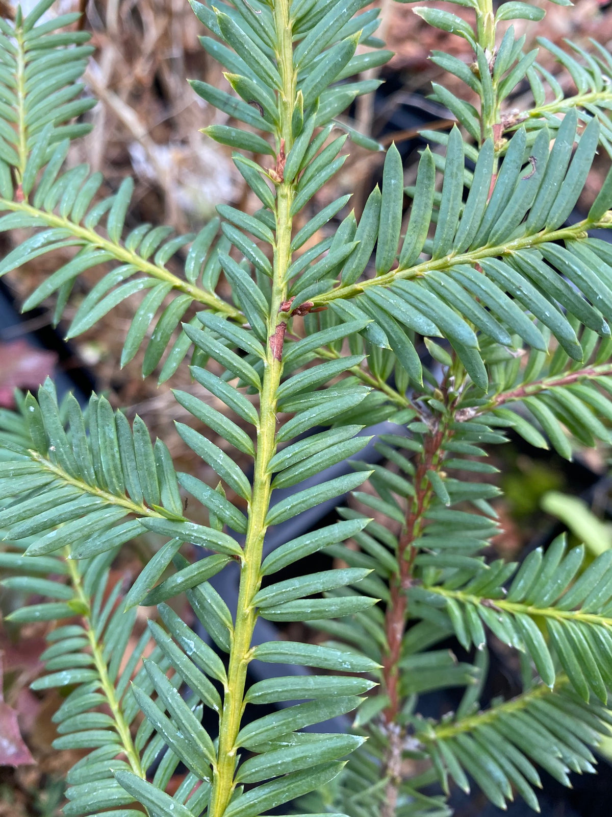 Taxus brevifolia (Pacific Yew)