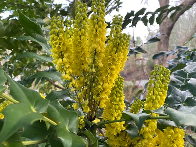 Mahonia x media &#39;Charity&#39; (Hybrid Oregon Grape)