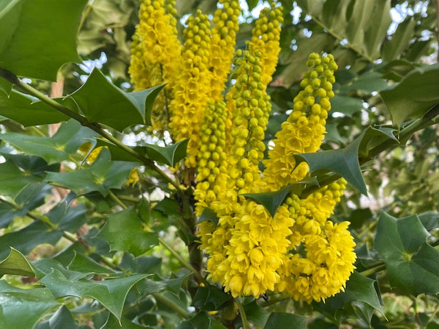 Mahonia x media &#39;Charity&#39; (Hybrid Oregon Grape)