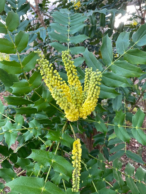 Mahonia x media &#39;Charity&#39; (Hybrid Oregon Grape)